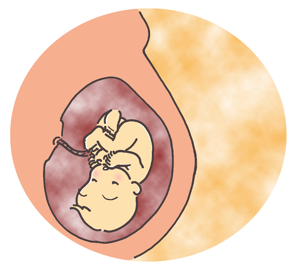 産婦人科のイラスト　お腹の中の赤ちゃん